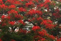 RED FLAMBOYANT TREE FLOWER CLUSTERS Royalty Free Stock Photo