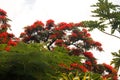 RED FLOWERS ON A FLAMBOYANT TREE IN A SUBTROPICAL CLIMATE Royalty Free Stock Photo