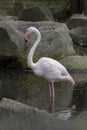 Image of a flamingo on nature background in thailand. Royalty Free Stock Photo