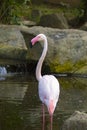 Image of a flamingo on nature background in thailand. Royalty Free Stock Photo