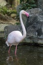 Image of a flamingo on nature background in thailand. Royalty Free Stock Photo