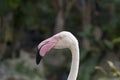 Image of a flamingo on nature background in thailand. Royalty Free Stock Photo