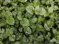 Image flat lay watercress green in pattern style with water droplets forming after rain. Edible agricultural leaf is used as a Royalty Free Stock Photo