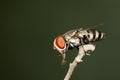 Image of a flies Diptera on a branch.