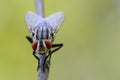 Image of a flies Diptera on a brown branch. Insect.