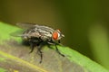 Image of a flies Diptera on green leaves. Insect.