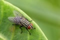 Image of a flies Diptera on green leaves.