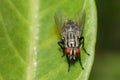 Image of a flies Diptera on green leaves. Insect