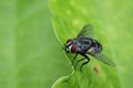 Image of a flies Diptera on green leaves. Insect Royalty Free Stock Photo
