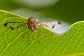 Image of a flies Drosophila melanogaster on green leaves.