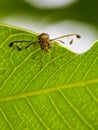 Image of a flies Drosophila melanogaster on green leaves. Royalty Free Stock Photo