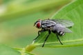 Image of a flies & x28;Diptera& x29; on green leaves. Insect. Royalty Free Stock Photo