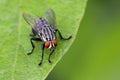 Image of a flies & x28;Diptera& x29; on green leaves. Insect Royalty Free Stock Photo