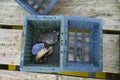 image of a floating basket for keeping live soft shell crab in water in thailand Royalty Free Stock Photo