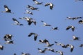 Image of flock of asian openbill storkAnastomus oscitans flyin