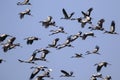 Image of flock of asian openbill stork flying in the sky. Royalty Free Stock Photo