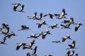 Image of flock of asian openbill storkAnastomus oscitans