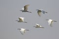 Image of flock egret flying in the sky. Heron.