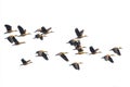 Image of flock lesser whistling duck Dendrocygna javanica flying in the sky. Bird. Animals