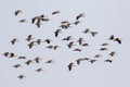 Image of flock lesser whistling duck Dendrocygna javanica flying in the sky. Bird. Animals
