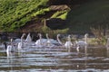 Mute Swans (Cygnus olor) swimming on a river