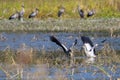 Image of flocks asian openbill stork. Wild Animals.