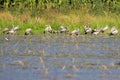 Image of flocks asian openbill stork. Wild Animals.