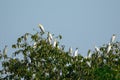 Image of flocks of egrets on the trees.