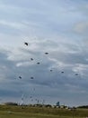 Flocks of gulls at Southsea, Portsmouth