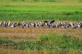 Image of Flocks open-billed stork or Asian openbill.