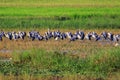 Image of Flocks open-billed stork or Asian openbill.