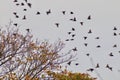 Flocks of starlings in winter