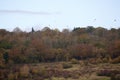 Flocks of wood pigeons in autumn Royalty Free Stock Photo