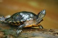 Florida Turtle warming in the sun