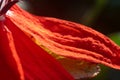 Image of the flower leaf of a red passion Passiflora racemosa flower Royalty Free Stock Photo