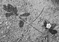 Flower, Leaves and Plant of Periwinkle - Vinca - on Soil with Long Shadow - Retro and Past - Nostalgia - Black and White - Grey Royalty Free Stock Photo