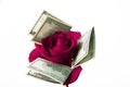 Image of flower money white background