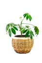 The image of a flower in a pot of room schefflera