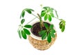 The image of a flower in a pot of room schefflera