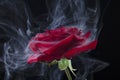 Image of flower smoke dark background Royalty Free Stock Photo