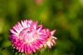 Strawflower