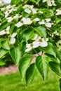 Flowering Dogwood plant with white flower blossoms in spring Royalty Free Stock Photo