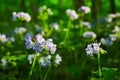 Flowering Great Waterleaf bush, plants on forest floor, woods, sunset lighting