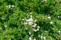 Spiraea Nipponica - Snowmound Royalty Free Stock Photo