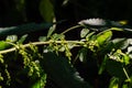 Image of flowering stinging nettles in the sun Royalty Free Stock Photo