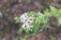 Image of flowering white butterbur also known Petasites albus Royalty Free Stock Photo