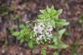 Image of flowering white butterbur also known Petasites albus Royalty Free Stock Photo