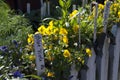 Flowers on Display