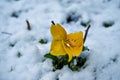 Flowers under the snow. Image of pansies under the snow Royalty Free Stock Photo