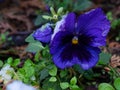Flowers under the snow. Pansies Royalty Free Stock Photo